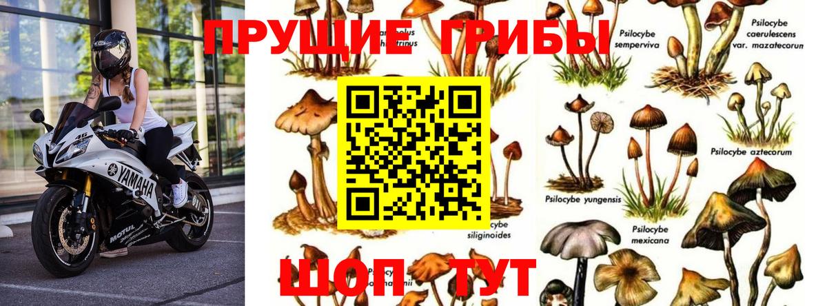 Рубцовск  Галлюциногенные грибы мицелий  Вход с VPN  Псилоцибиновые грибы Psilocybe 